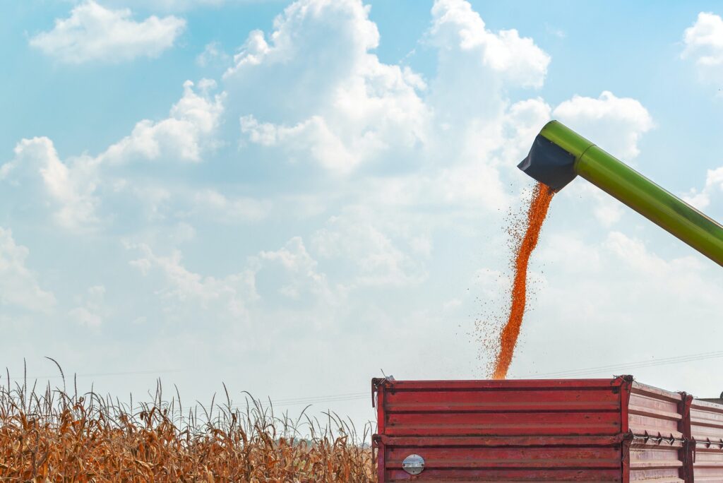 Combine harvester unloader pouring corn grains into tractor carg